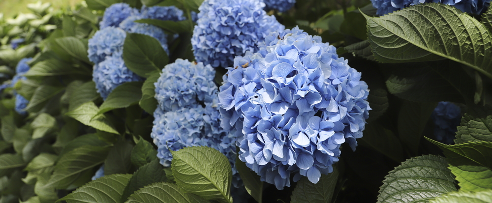 紫陽花